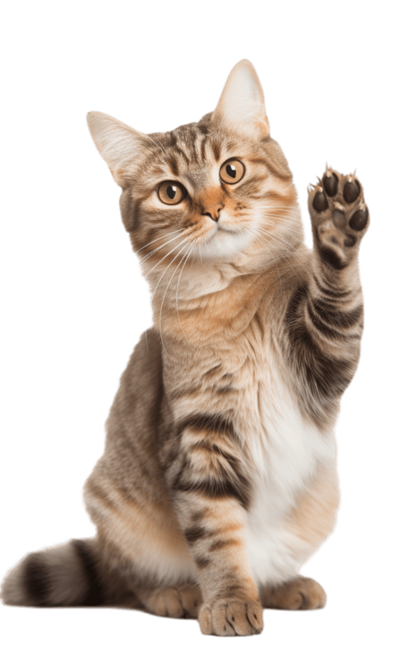 a tabby cat with its paw up in the air