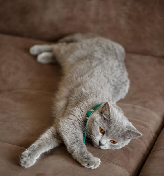 Beautiful large gray cat relaxing on a tan sofa