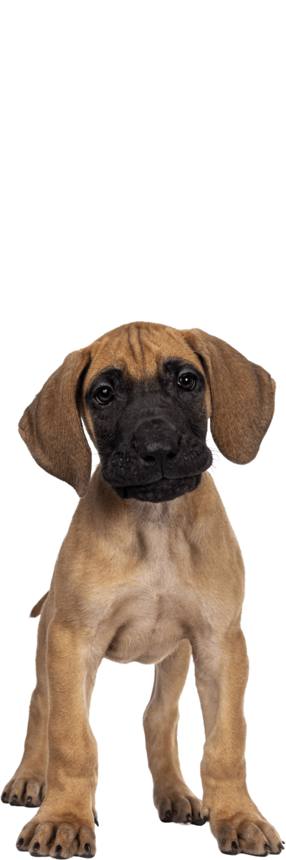 a brown and white dog sitting on a black background