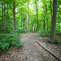 a dirt trail in the middle of a forest