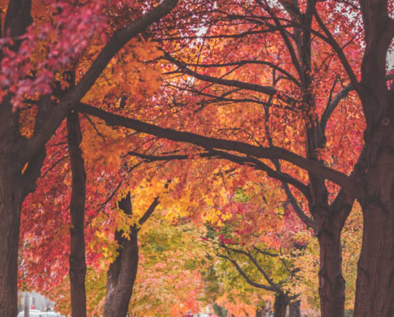 a row of trees with red and yellow leaves