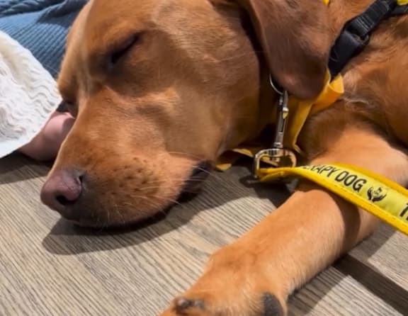 A dog with a yellow leash is sleeping on the floor.