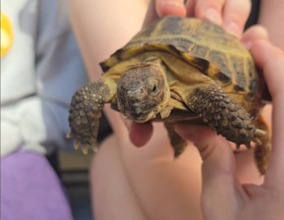 A person is holding a small tortoise in their hands.