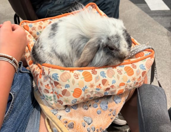 A person is holding a rabbit in a bag.
