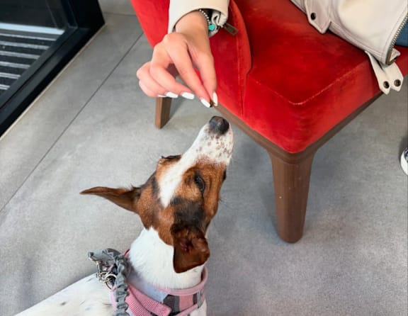 A dog wearing a pink harness is being fed by a person.