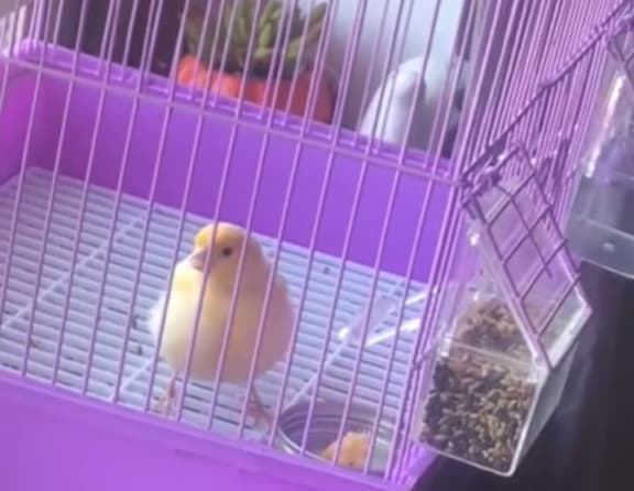 A small yellow bird is inside a purple cage.