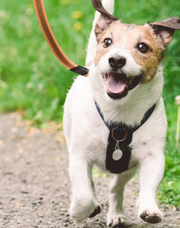 Dog walking at East Wind, Gresham