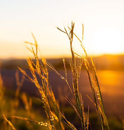A field of tall grass with the sun setting in the background.