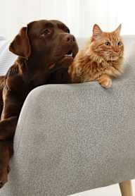 A cat and a dog are sitting on a grey couch.