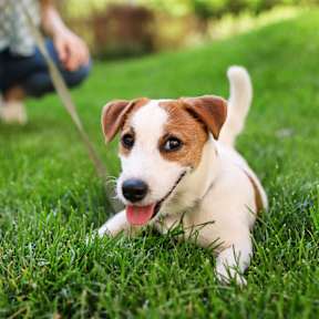 A small brown and white dog is sitting in the grass.
