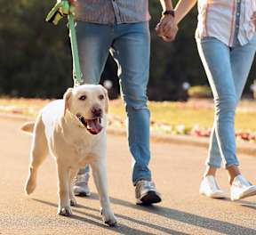 A man and a woman are walking a dog on a leash.