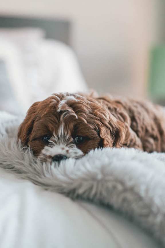 a dog laying on a blanket on a bed