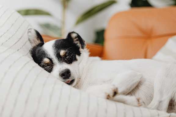 White and Black puppy laying on a bed