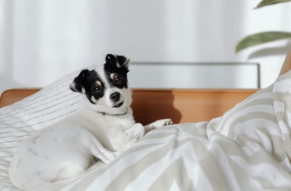 a small dog laying on the bed at Bradford Gwinnett Apartments in Norcross, GA