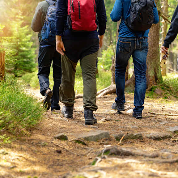 Four hikers walking on a forest trail.