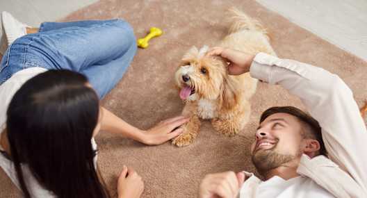 A man and woman are playing with a small dog on a carpet.
