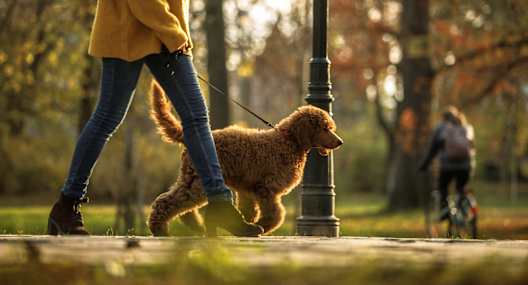 Woman Walking Dog in Dog Park