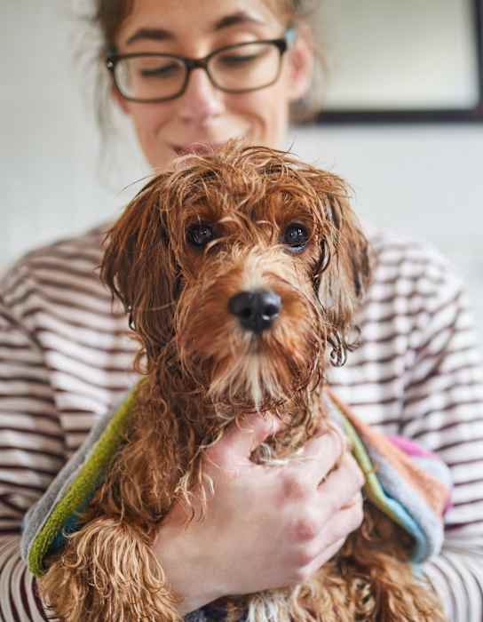 A woman holding a small brown dog.