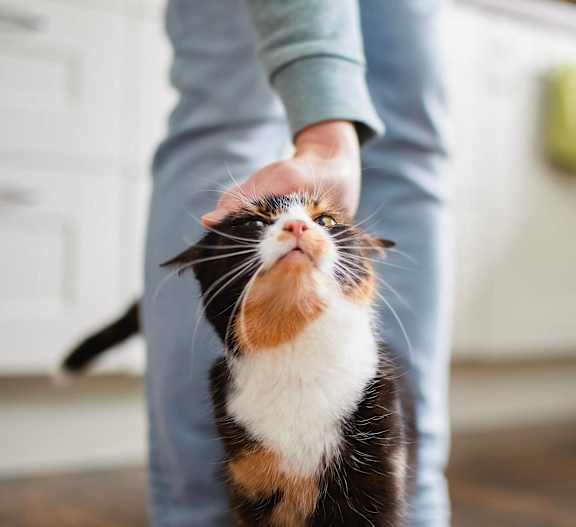 Pet-Friendly Living at Keene at The District with Furry Companions Welcome
