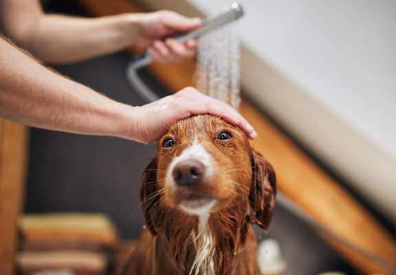 a dog taking a shower with a person spraying water on its head