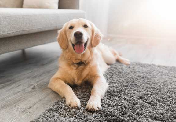 a dog laying on a rug in a living room
