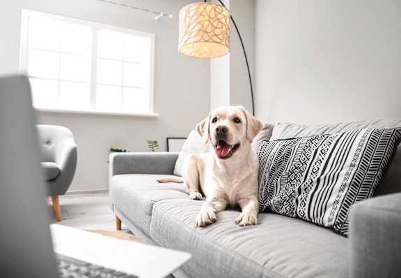 a dog sitting on a couch in a living room