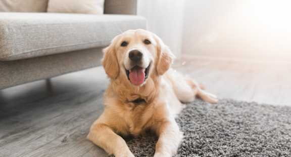 a dog laying on a rug in a living room