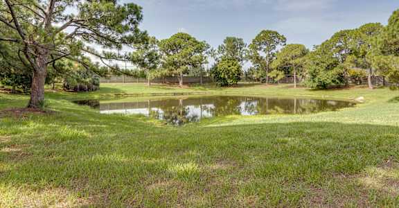 a small pond in the middle of a field with trees