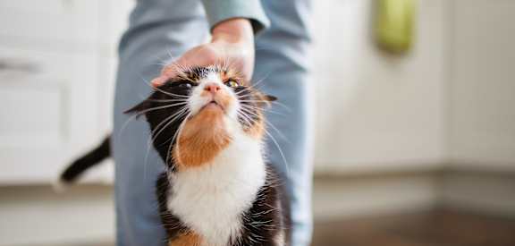 a black and white cat looking up at a persons hand