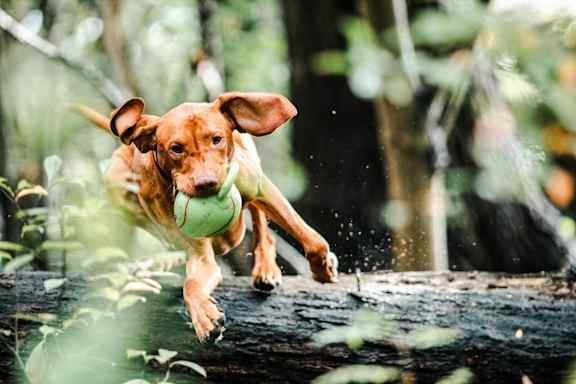 a brown dog jumping over a log with a ball in its mouth at East 51 At Rocketts Landing, Richmond, 23231