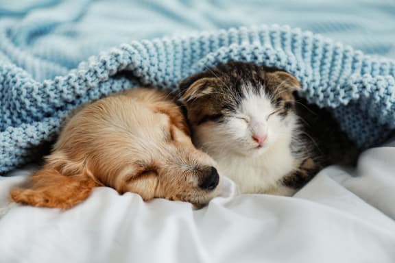Pet friendly at Valley View Estates, Council Bluffs
