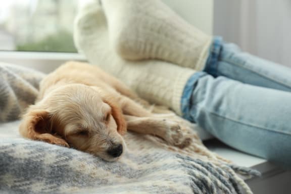 Pet friendly at The Luxe of Southaven, Mississippi