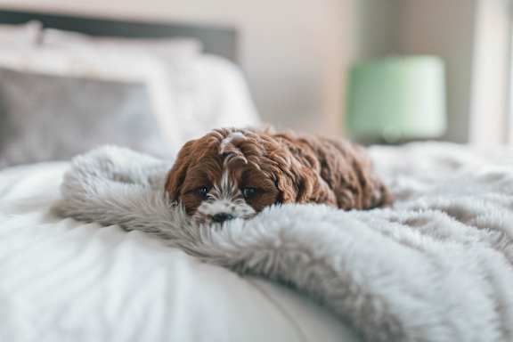 A small brown dog is lying on a white bed.