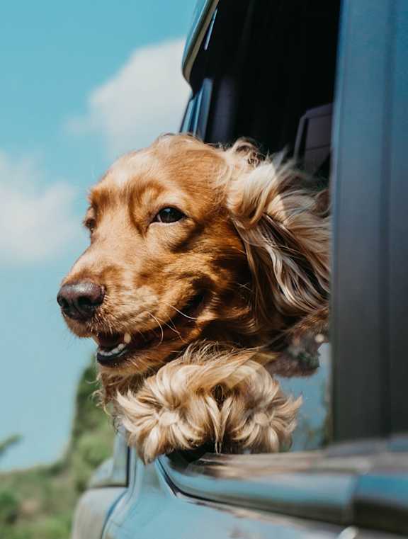 A dog with a golden coat is looking out of a vehicle.
