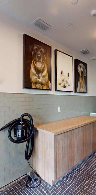 Dog Blue Spa