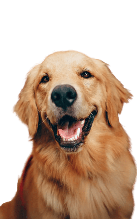 a portrait of a golden retriever dog with a black background