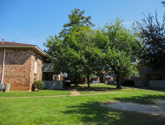A tree in a yard.