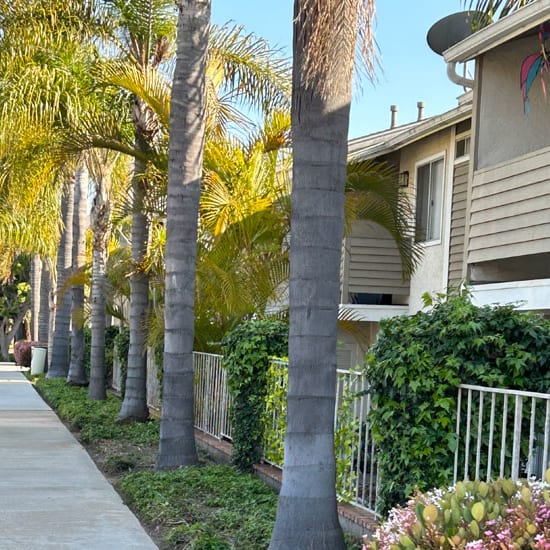 a row of palm trees in front of a building