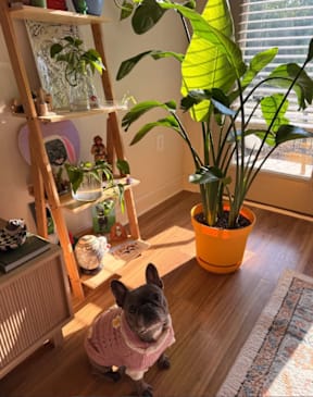 A dog wearing a pink sweater sits in a room with a wooden ladder, a potted plant, and a radiator.