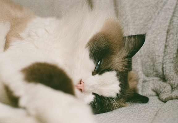 A cat with a white face and brown patches is sleeping on a grey blanket.