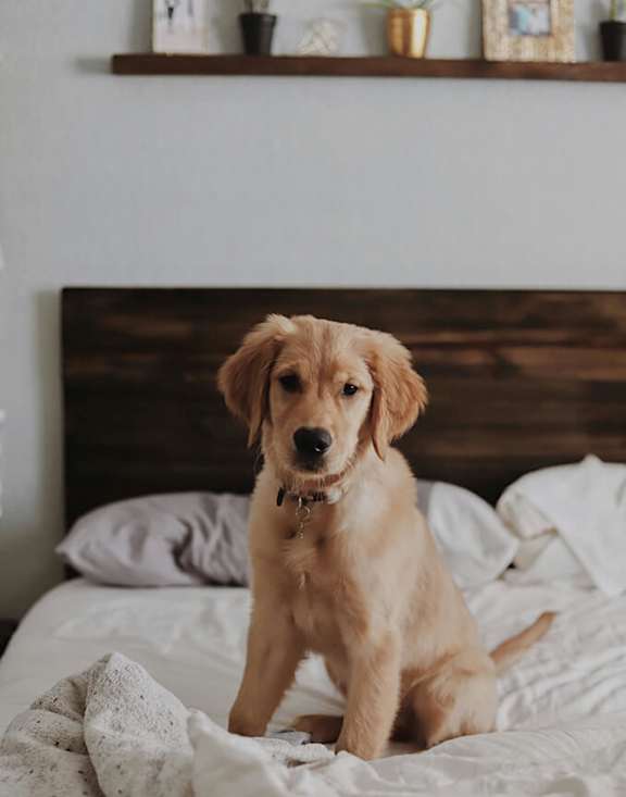 Stock Photo of Puppy.
