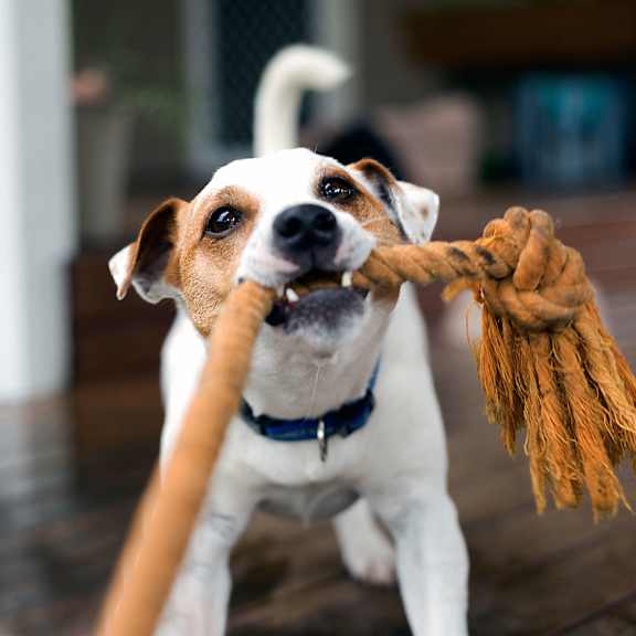A small dog with a blue collar is holding a rope toy in its mouth.