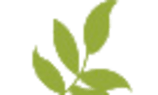 a green leaf isolated on a white background