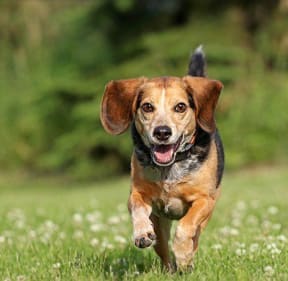 a dog running through a field of grass