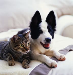 a dog and a cat laying on a couch