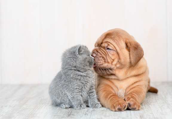 A small grey kitten is nuzzling a small brown puppy.