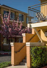 A tree with pink blossoms is in front of a tan building.