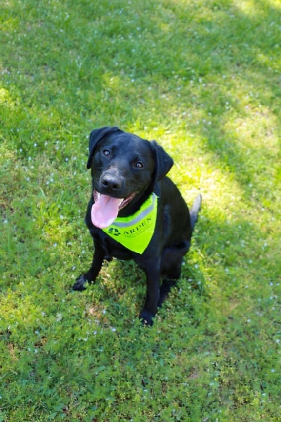 a black dog wearing a yellow bandana sitting in the grass