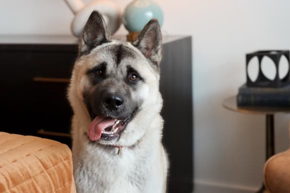 a dog sitting on a couch in a living room at The Wren Apartments, Lawrenceville, 30043