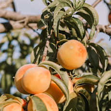 A branch of a tree with several ripe apricots hanging from it.